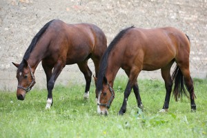 Zwei Pferde beim taeglichen Weidegang